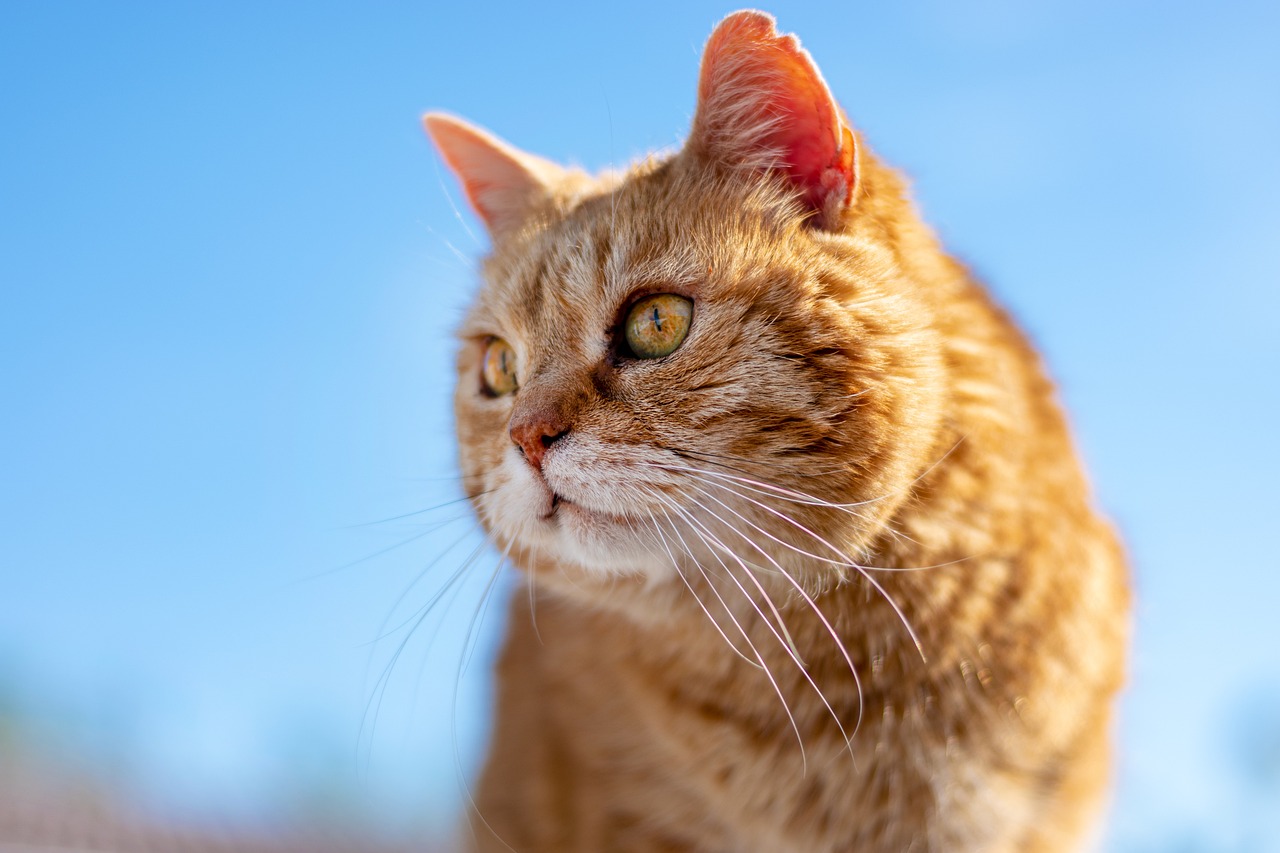 Do Cats Need Other Cat Companions?