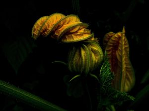 Zucchini, garden, vegetables — DWI Attorney Criminal Defense