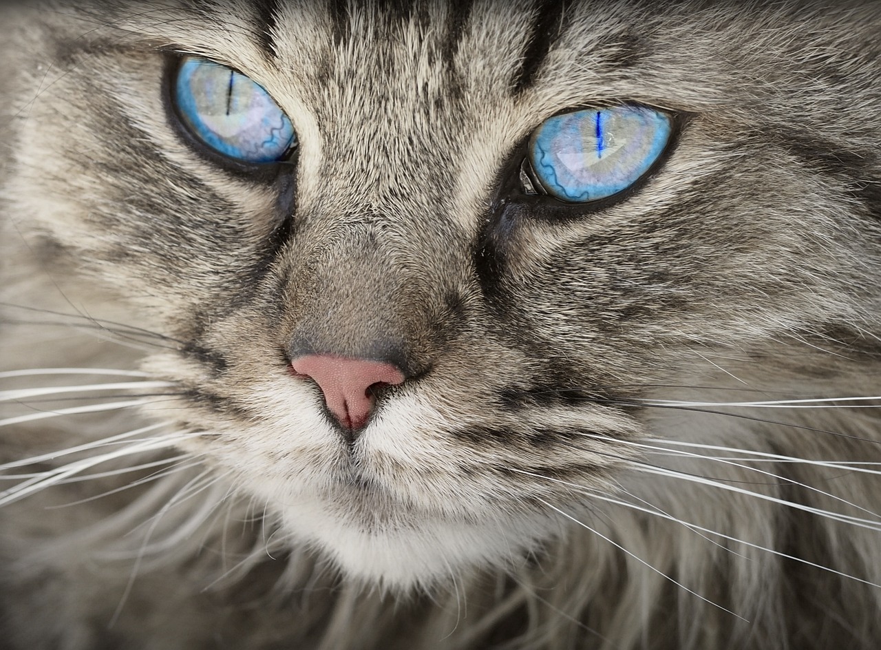 Facts about Nutritional Pet Food & Its Selection