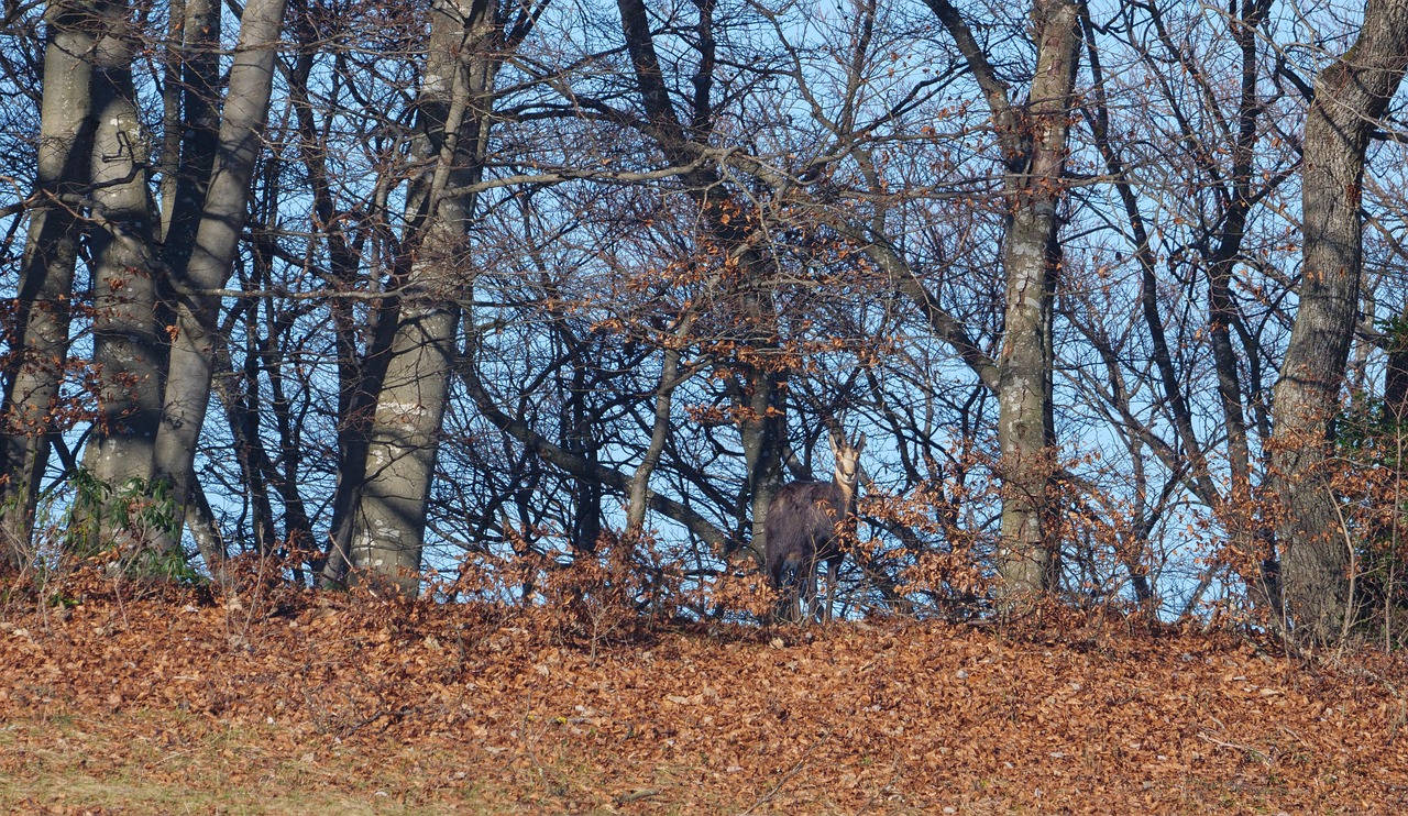Chamois, wild animal, game viewing — Gaming gives you pleasure, joy and happiness