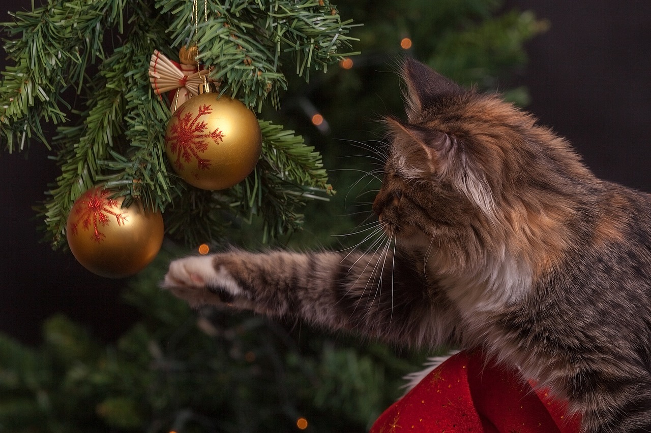 Cat, christmas tree, ornaments — we buy houses Baytown Signs: The Good, the Bad, and the Big Yellow Ugly (and Everything in B